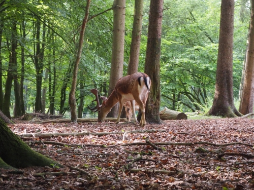 Galeriebild aus dem Wildpark Malente