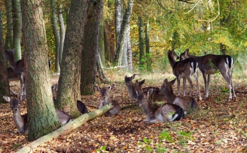 Galeriebild aus dem Wildpark Malente