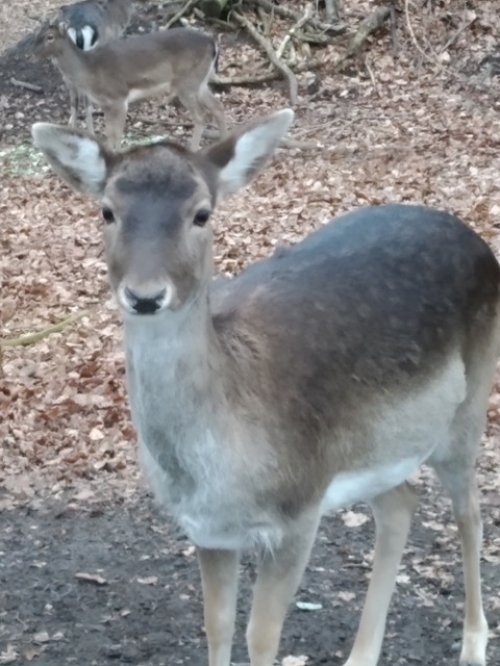 Galeriebild aus dem Wildpark Malente