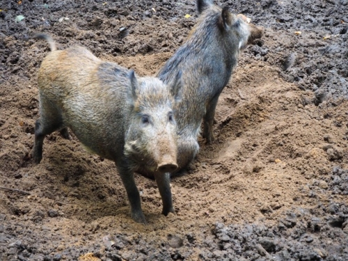 Galeriebild aus dem Wildpark Malente