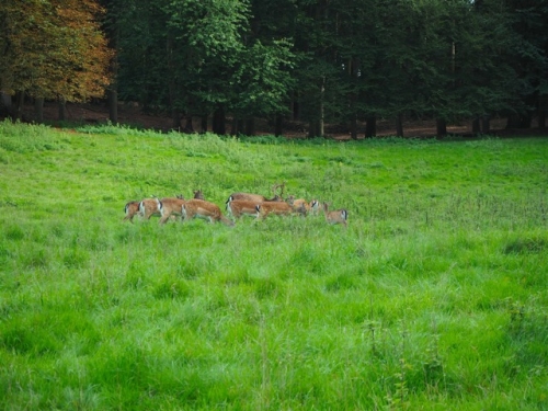 Galeriebild aus dem Wildpark Malente