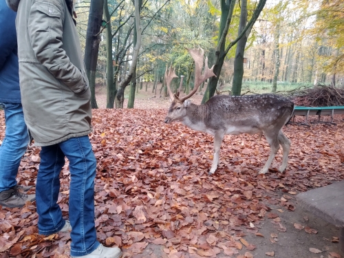 Galeriebild aus dem Wildpark Malente