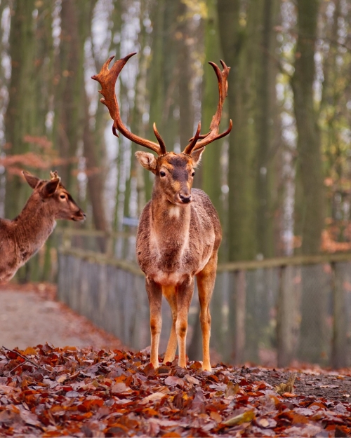 Galeriebild aus dem Wildpark Malente